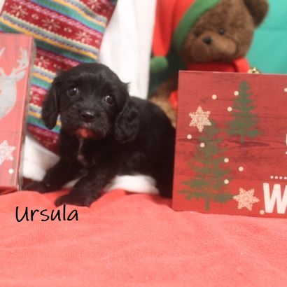puppy, for, sale, Cockilier, Joe & Cherri  Overlease, dog, breeder, Miller, MO, dog-breeder, puppy-for-sale, forsale, nearby, find, puppyfind, locator, puppylocator, aca
